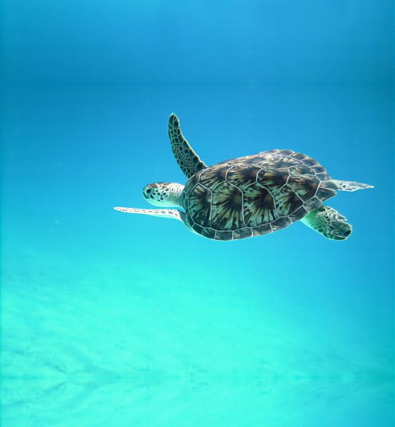 Blog Article 4 (EN) illustration